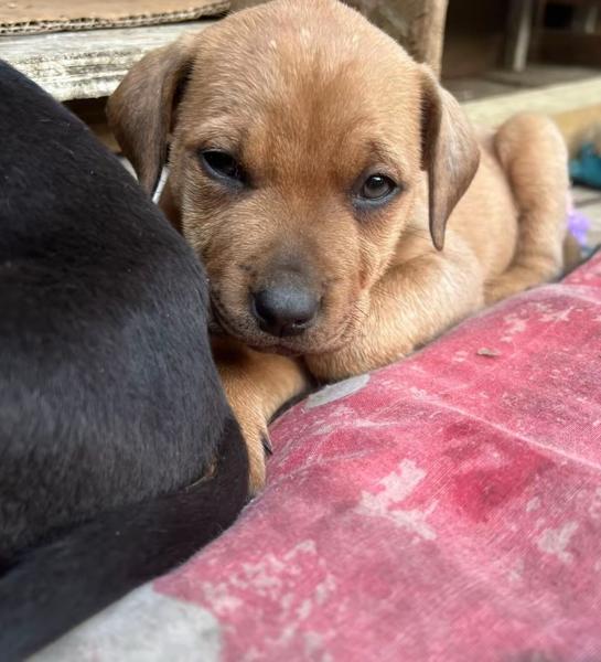 Puppy’s 