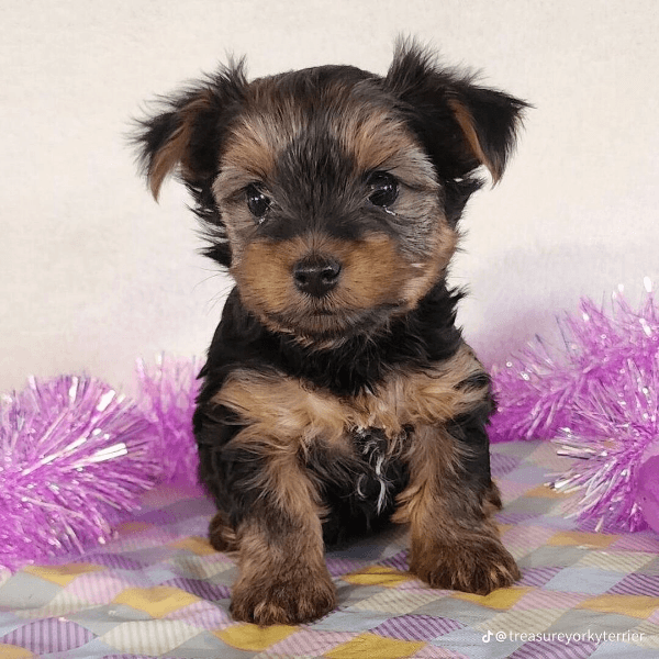 Puppy for adoption 