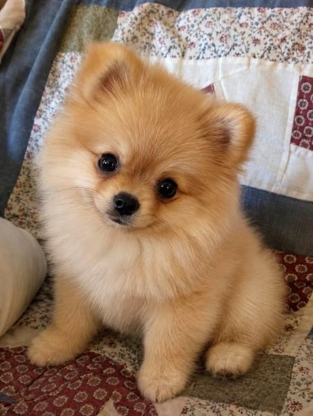 Pomeranian