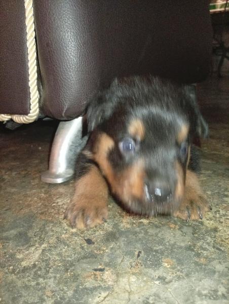 Rottweiler 