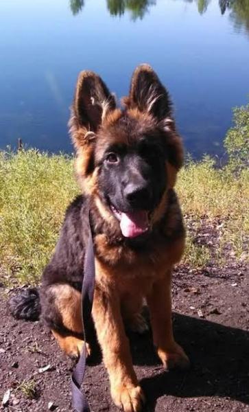 German Shepherd