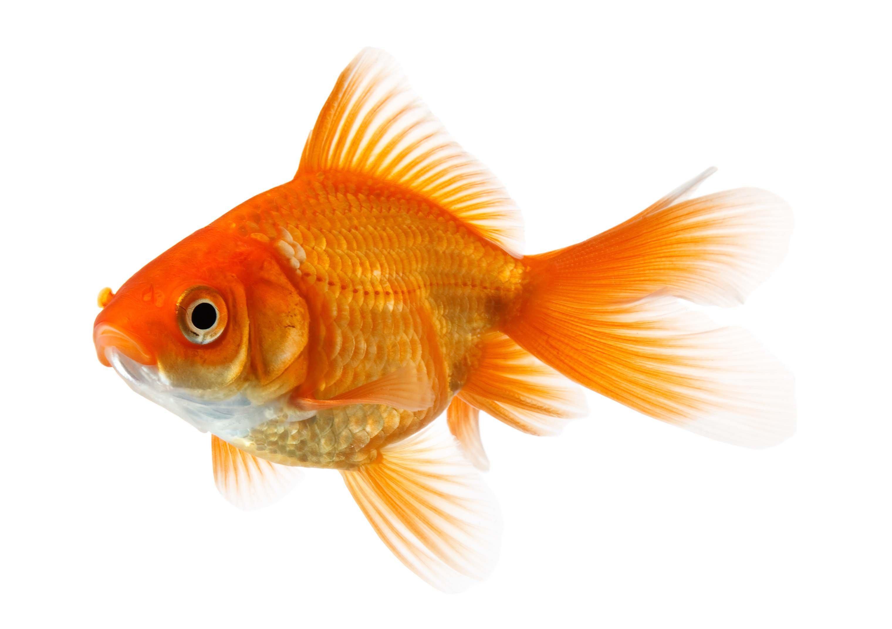 Goldfisch kaum gebraucht.