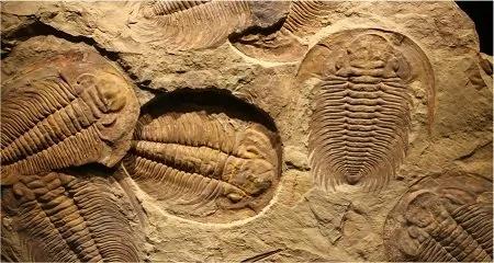 Solnhofener Fossilientage