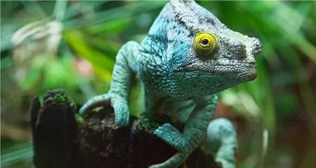 Reptilienbörse